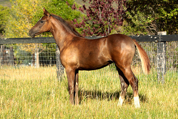 Oldenburg Horse breeding