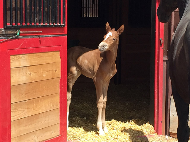 equine foaling services